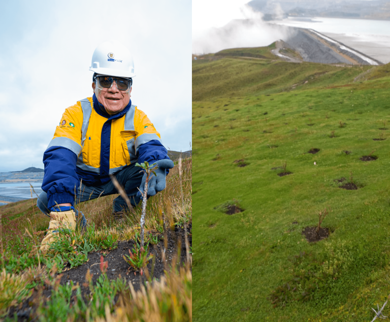 Medio Ambiente lidera programa de forestación para reducir huella de carbono