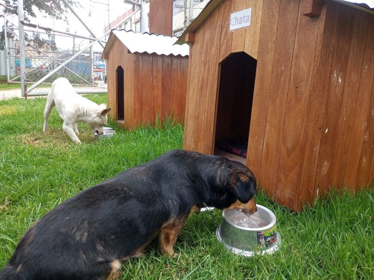 Gold Fields brinda hogar y cuidado a dos perritos en Punto Cero